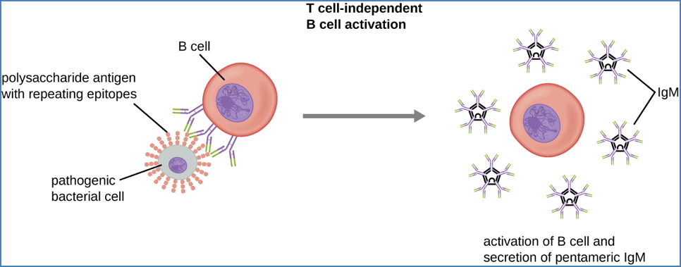 B-cell development: Step 5 – B-Cell Activation (In T-Cell Areas)
