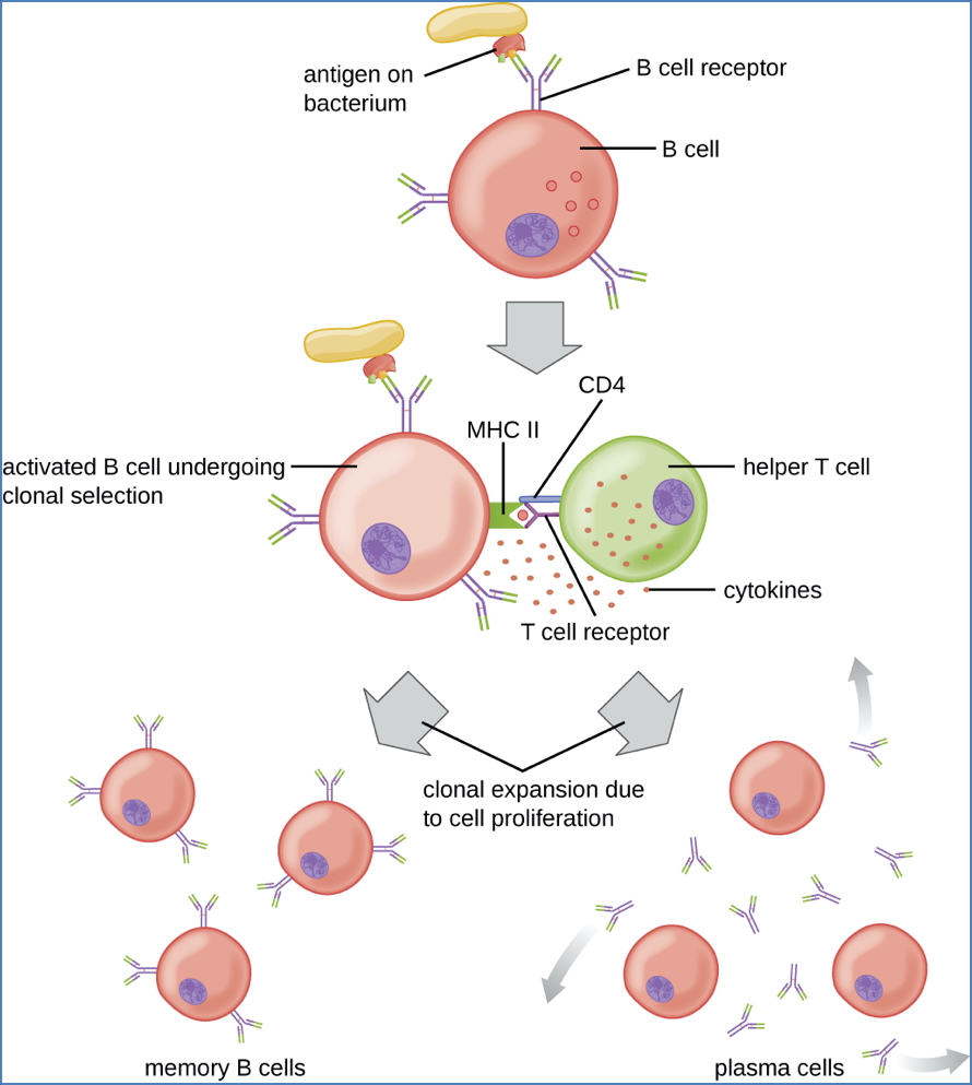 B-cell development: Step 6 – Differentiation to Plasma Cells
