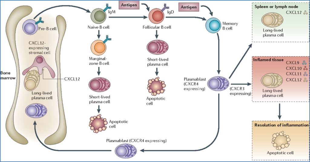 B-cell development: Step 7 – Ab-Secretion