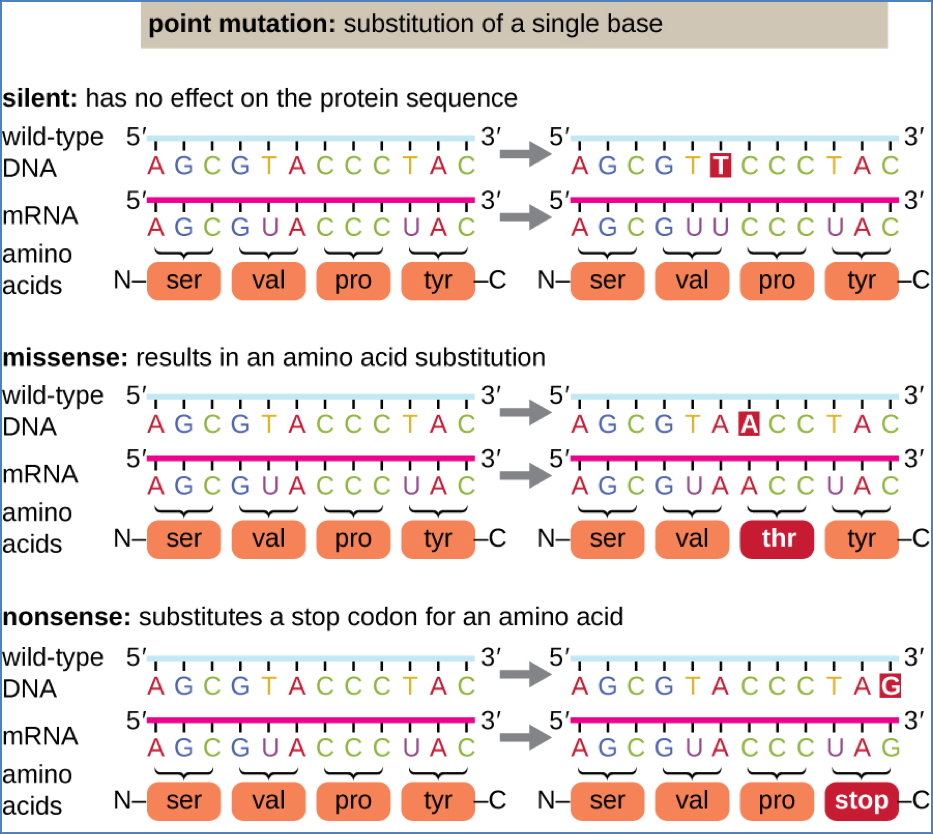 Substitution-Type Gene Mutations