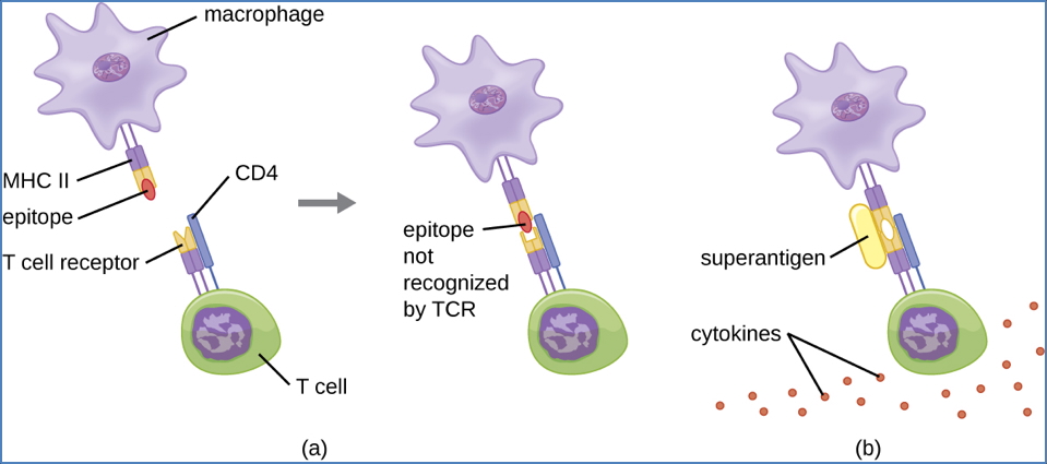 pathogens & immunity: Superantigens