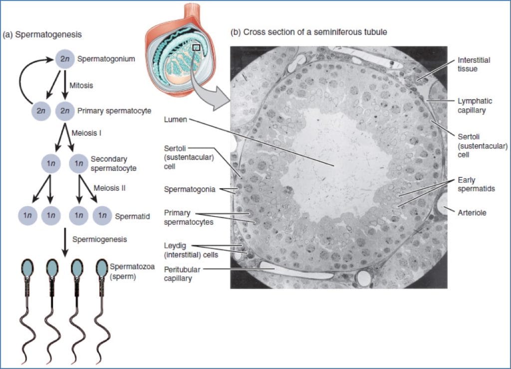 testicular physiology: Sustentacular Cells
