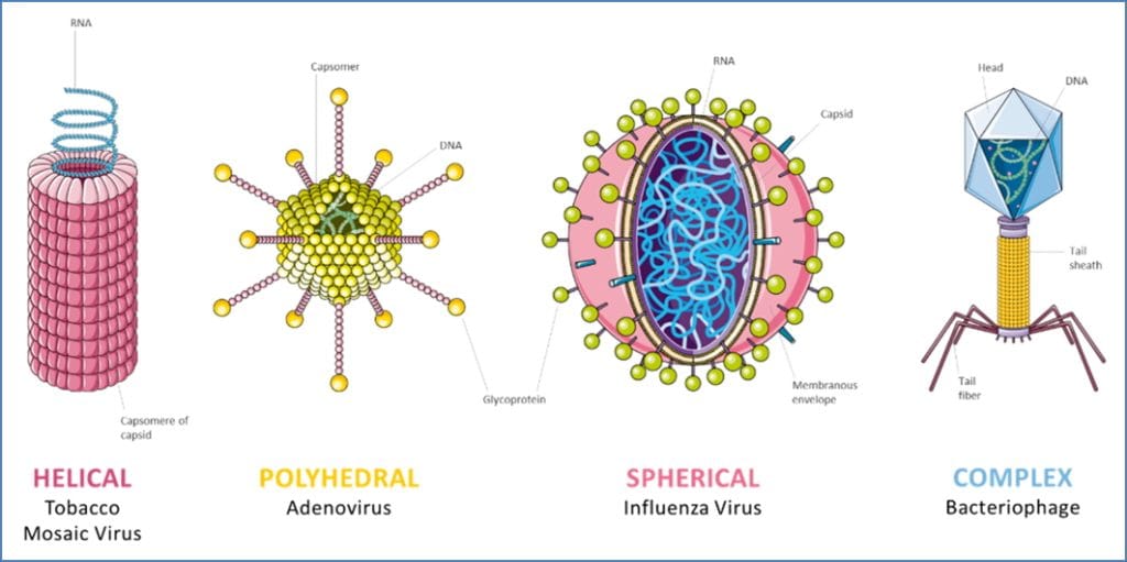 Virus Symmetry