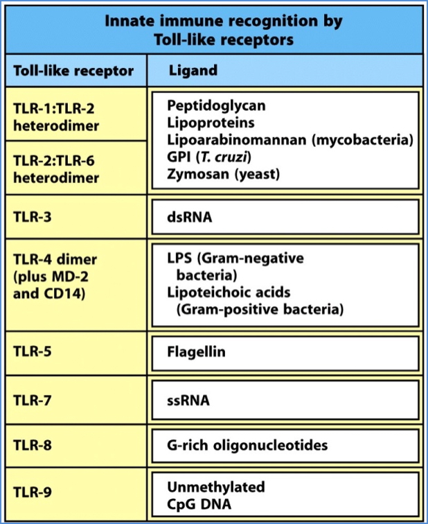 TLR’s – Toll-Like Receptors