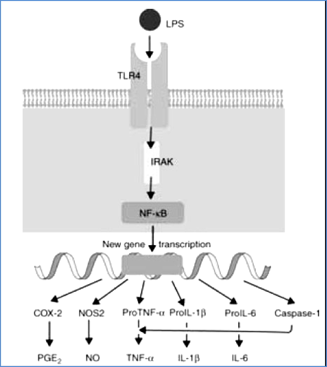 TLR’s – Toll-Like Receptors