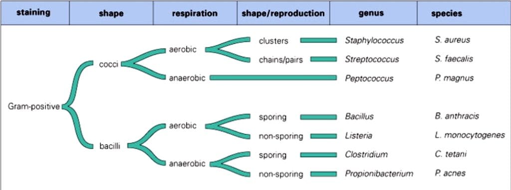 microbiology of bacteria: Taxonomy & Classification of bacteria