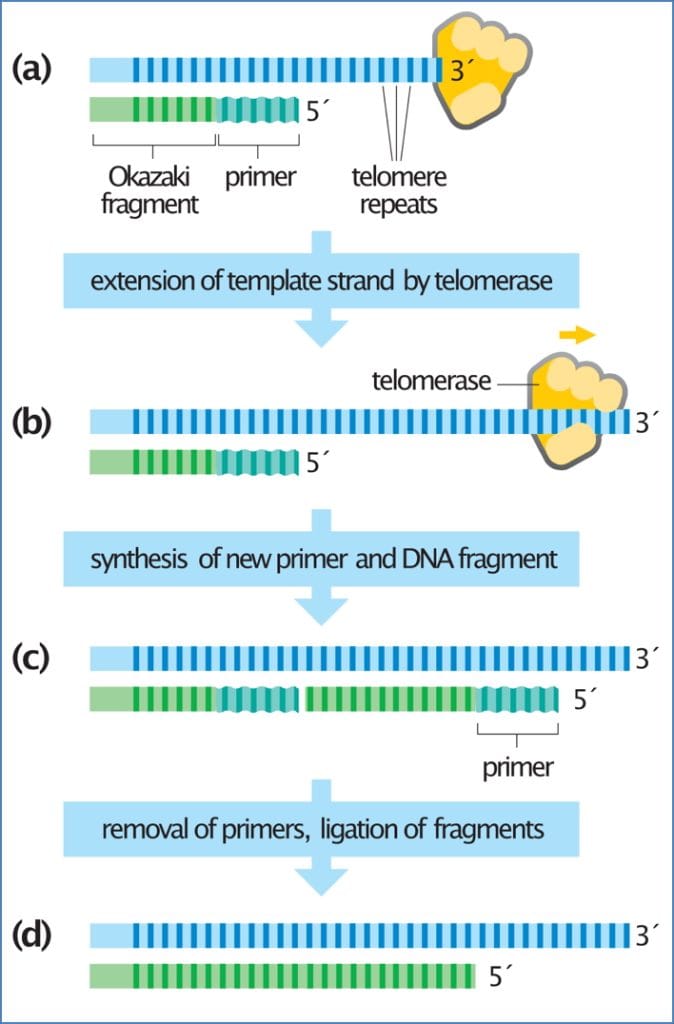 Cell Ageing and Cancer - Telomere Replication