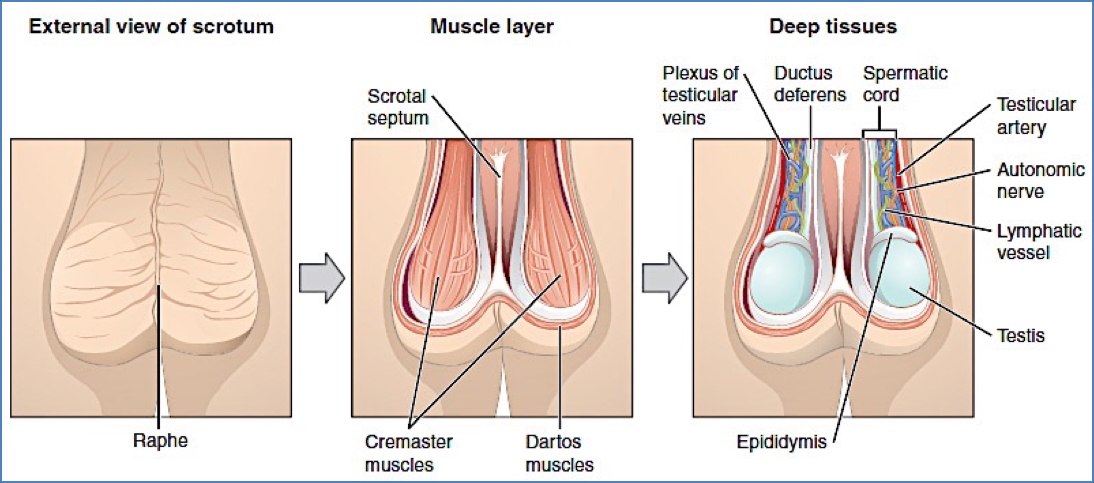 male reproductive anatomy: Testicles & Scrotum