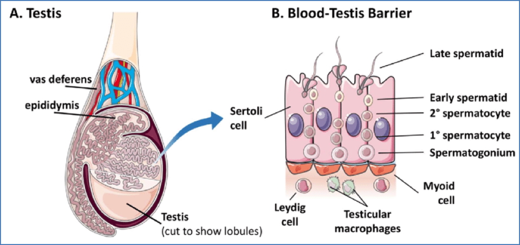 immune privileged sites: Testicular Immunology