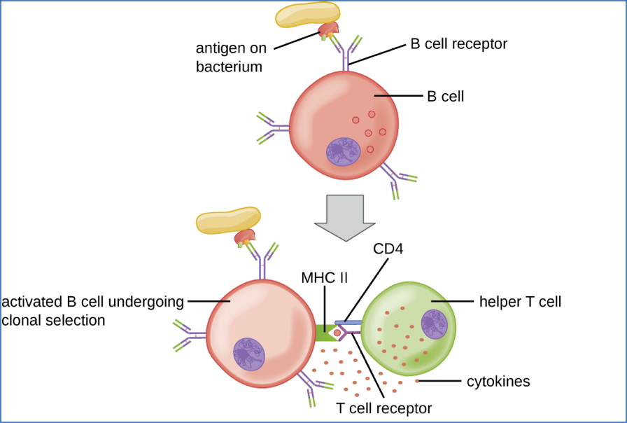 Th-Cell Mediated