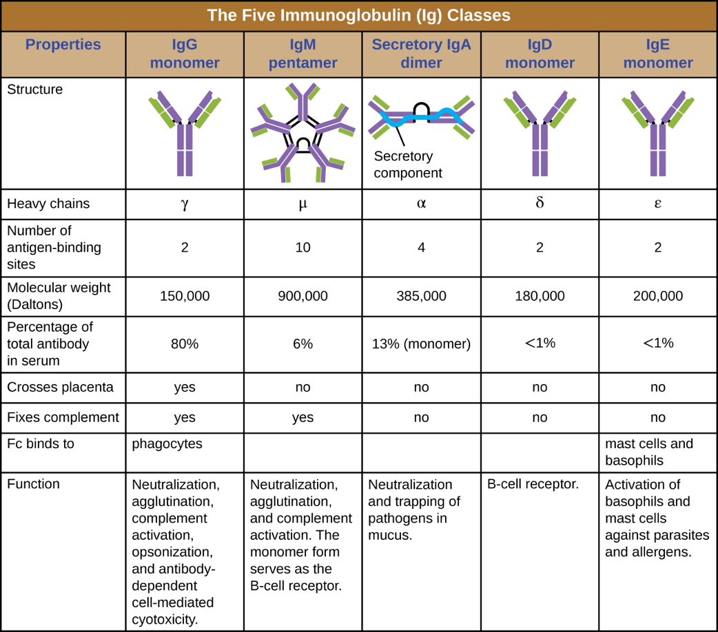 The 5 Isotypes of antibodies