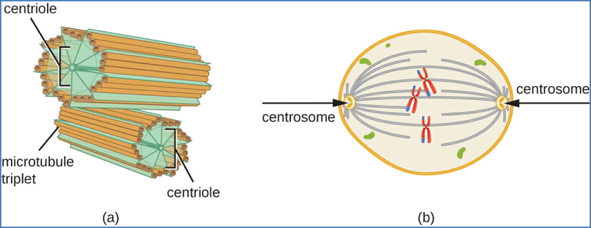 The Centrosomes