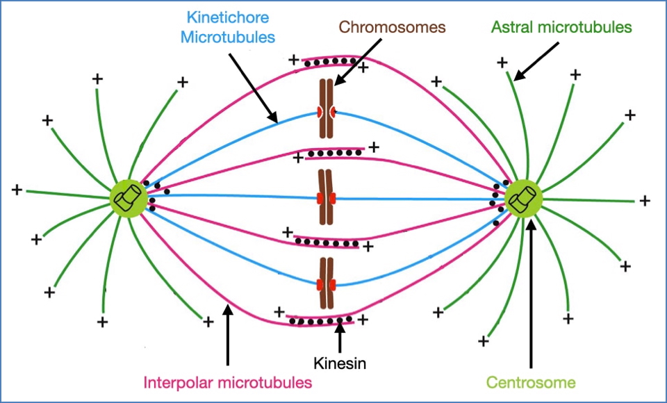 The Centrosomes