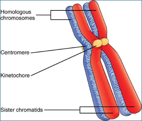 The Centrosomes