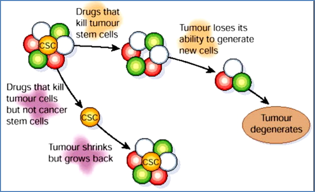 Therapeutic Implications of the Cancer Stem-Cell Theory