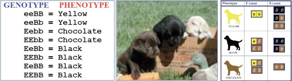 Complex genetic traits: Two Locus Traits