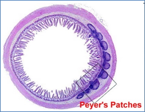 Two Organisations of the Mucosal Immune System