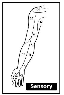 Upper Limb Neurological Examination - Dermatomes