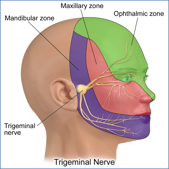 V - Trigeminal