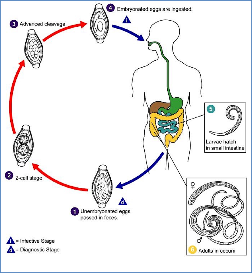 soil transmitted helminths: WHIPWORM