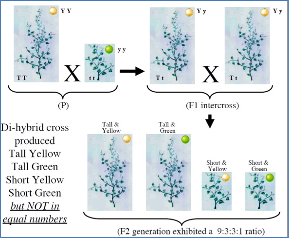 What Happens With 2 or More Characteristics