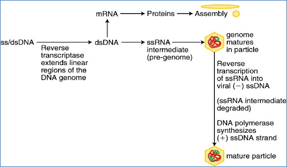 dsDNA-RT Viruses