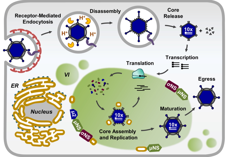 dsRNA Viruses