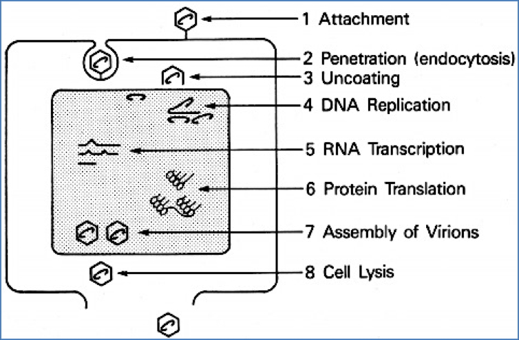 ssDNA Viruses