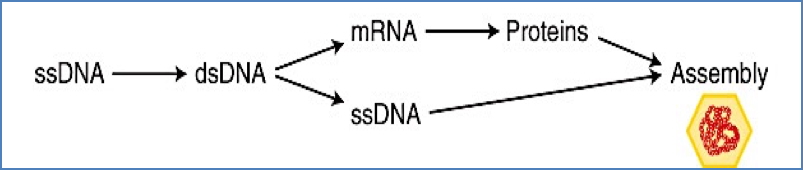ssDNA Viruses
