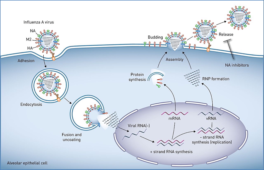 (-)ssRNA Viruses