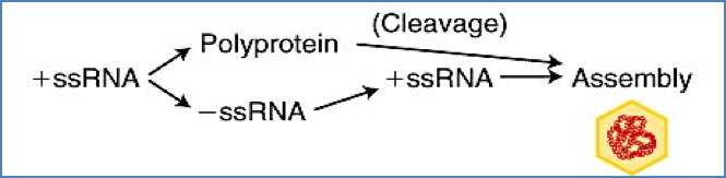 (+)ssRNA Viruses