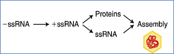 (-)ssRNA Viruses